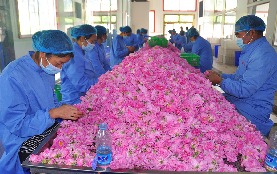 【砥礪奮進的五年】小金：下足“繡花”功夫 產業扶貧鋪就致富路