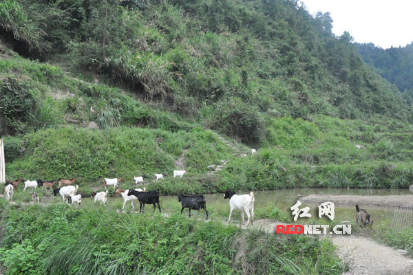 【網絡媒體走轉改】永順三家田村：小基金大作用 留下永不撤走的扶貧隊
