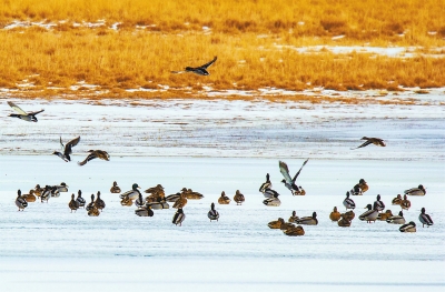 【治國理政新實踐·甘肅篇】青山綠水蘭州藍 繪出城市最美的顏色（圖）