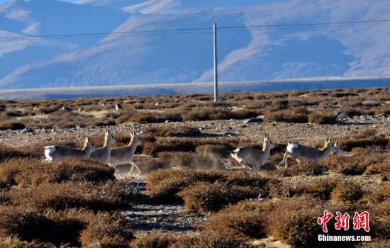 西藏代表熱議政府工作報(bào)告：守住民生、生態(tài)“兩條線”