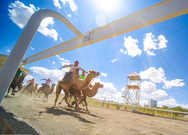 【新時代·幸福美麗新邊疆】從交通工具到渾身是寶 新疆駱駝走上產業發展之路