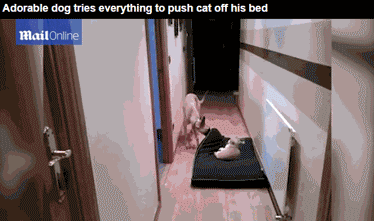 鳩占鵲巢：當狗狗遇上“磨人的小妖精”[組圖]