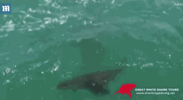 實拍大白鯊生吞海豹罕見瞬間 場面驚險