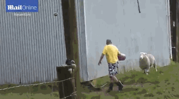 別以為我溫柔！憤怒綿羊沖向農(nóng)民一幕