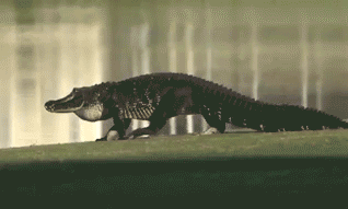 這些殺手有點(diǎn)萌！16條鱷魚寶寶跟著媽媽喬遷新居