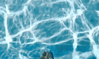 有錢還得有膽！美國豪華公寓推出“天空之池”