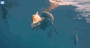 屏住呼吸！鯊魚捕食特寫畫面曝光