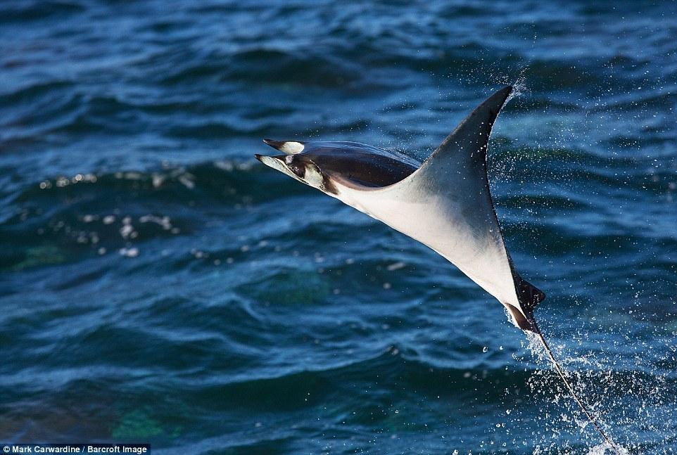 數千條魔鬼魚飛出海面秀“飛行特技”