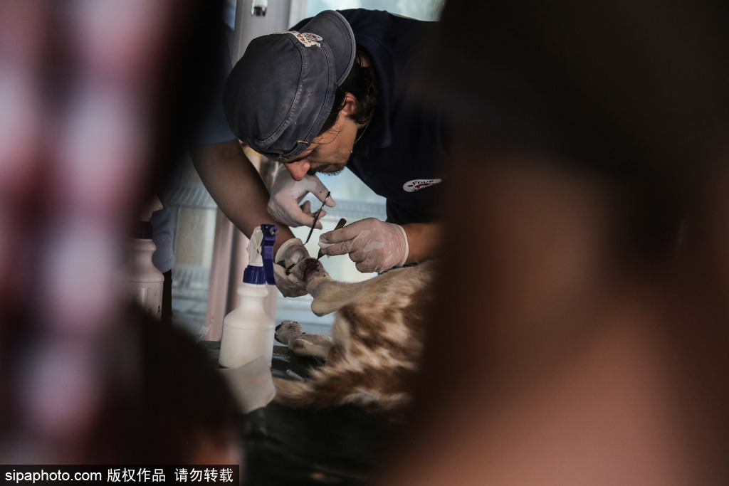 全球最慘動物園永久關閉