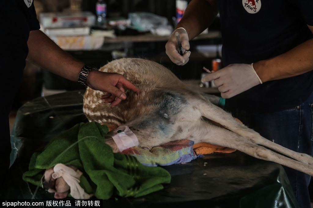 全球最慘動物園永久關閉