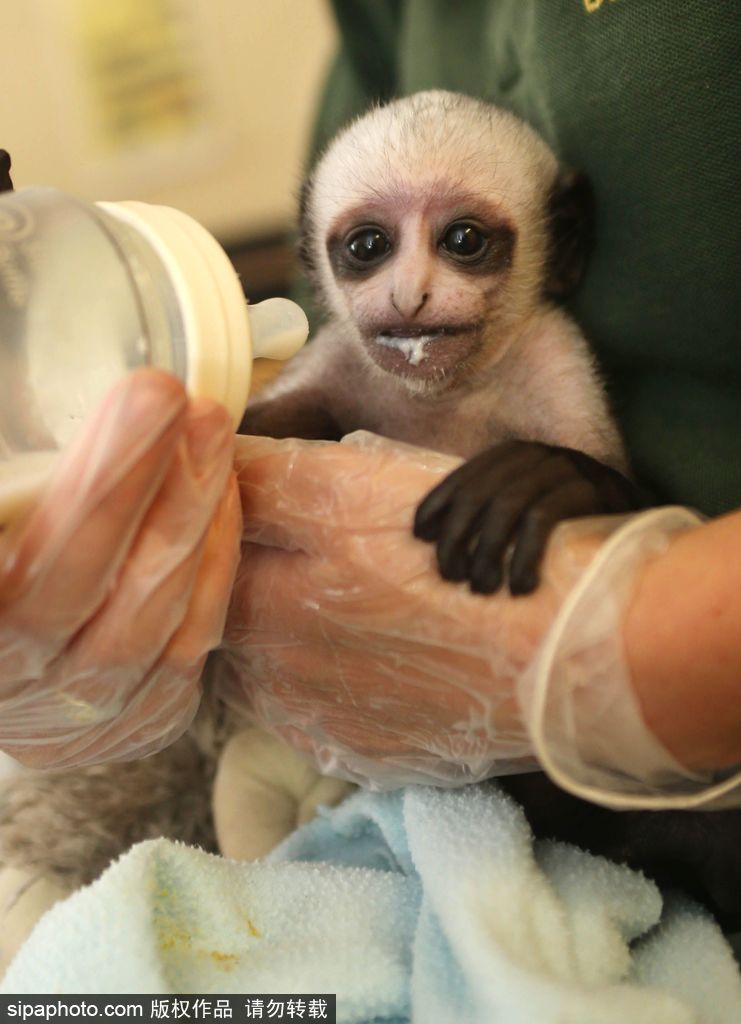 英國動物園刨腹產出生的猴寶寶 竟然長得像伏地魔