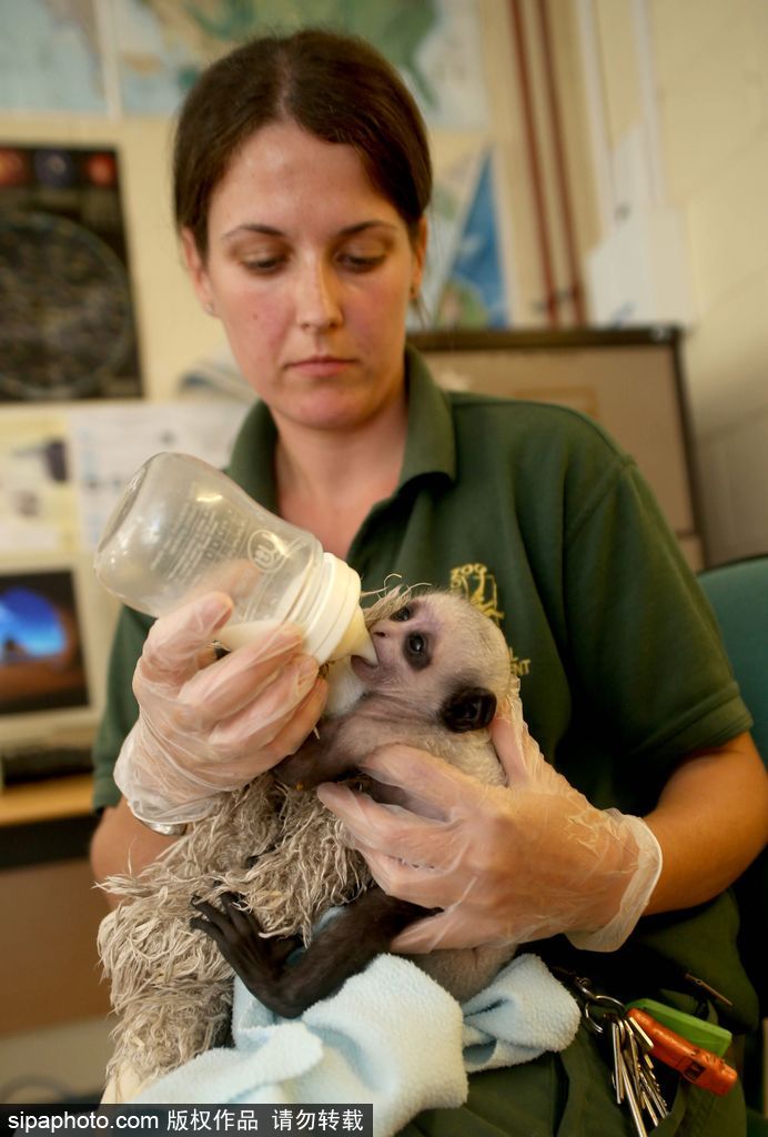 英國動物園刨腹產出生的猴寶寶 竟然長得像伏地魔