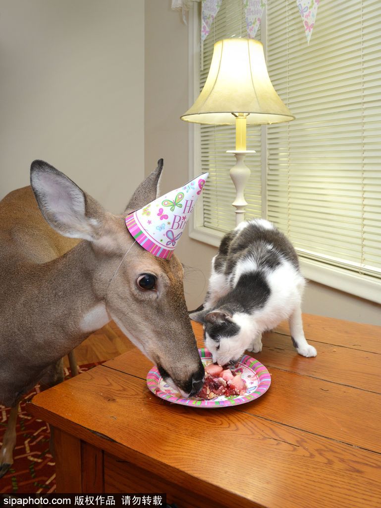 幸運！美國“孤兒小鹿”失去親人后 在人類家庭迎來幸福生活