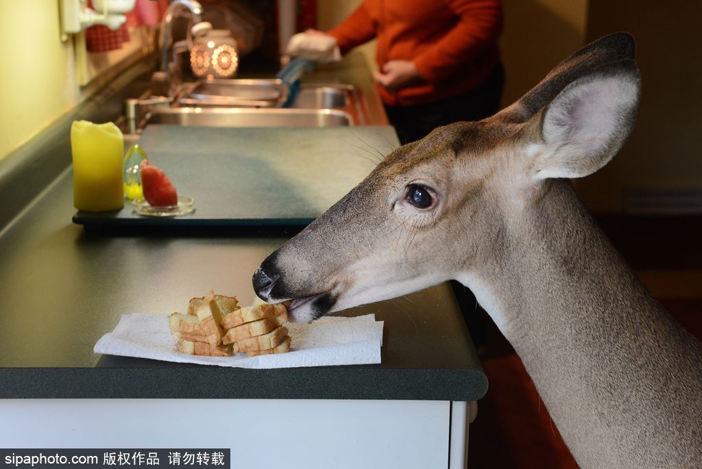 幸運！美國“孤兒小鹿”失去親人后 在人類家庭迎來幸福生活