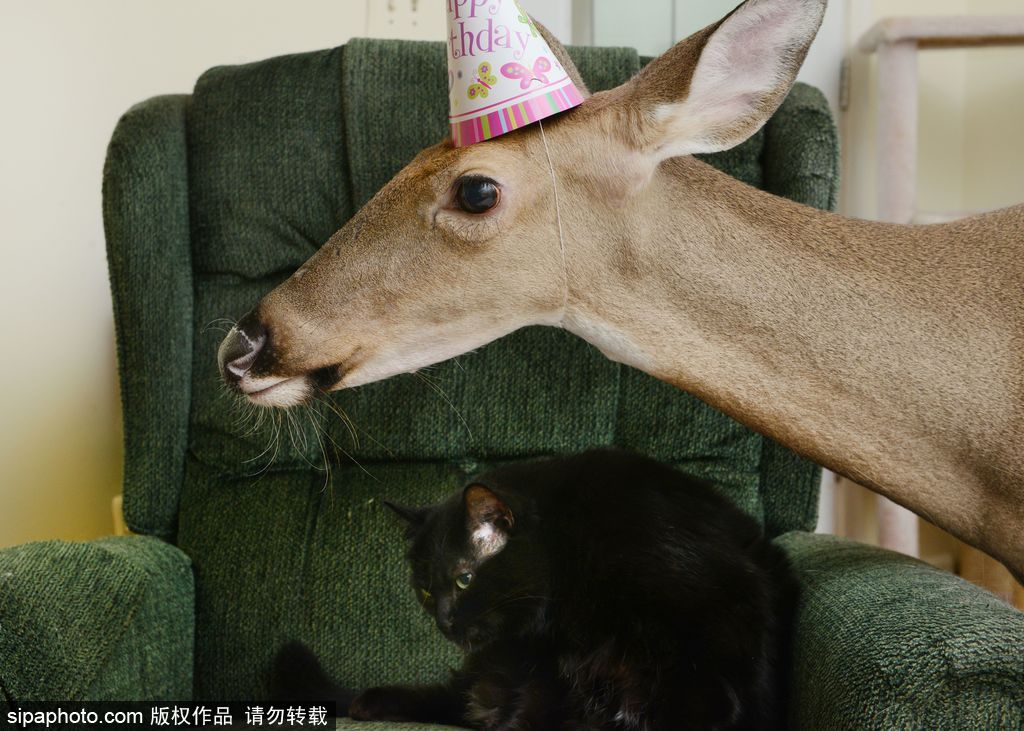 幸運！美國“孤兒小鹿”失去親人后 在人類家庭迎來幸福生活