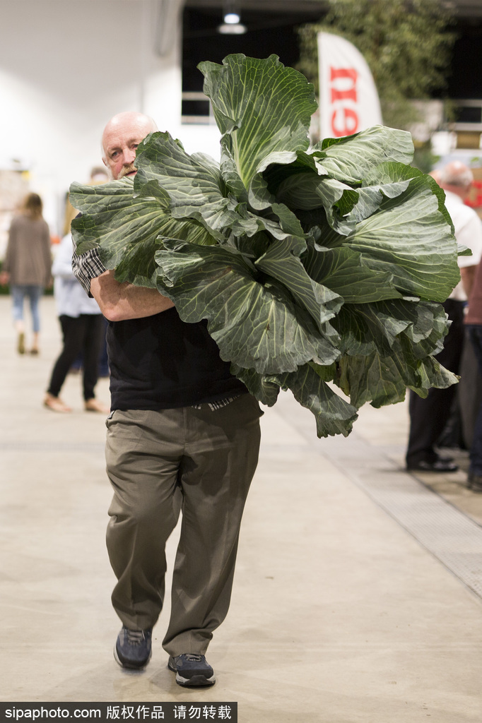 英國舉行“巨型蔬菜競賽” 南瓜綠菜中“巨無霸”亮相驚呆路人