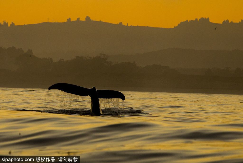 一切都與大海有關 沖浪攝影師獨特視角展示海洋魅力
