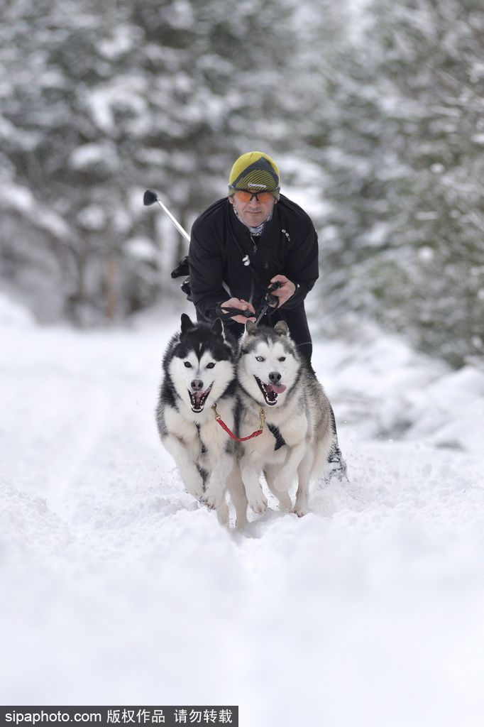 哈士奇與人的不解奇緣 盤點“二哈”的奇妙世界