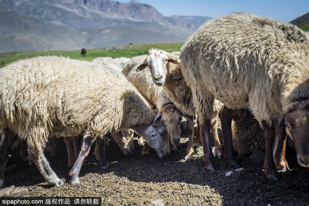 高加索深山里的古老村莊 原生態淳樸生活愜意悠閑