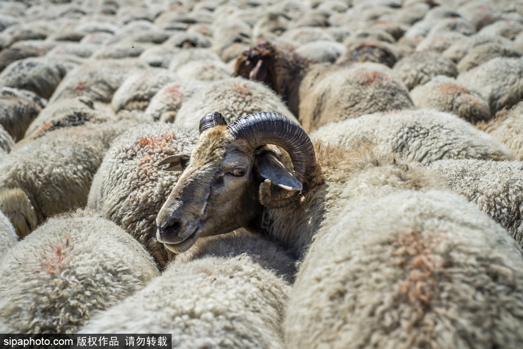 高加索深山里的古老村莊 原生態淳樸生活愜意悠閑