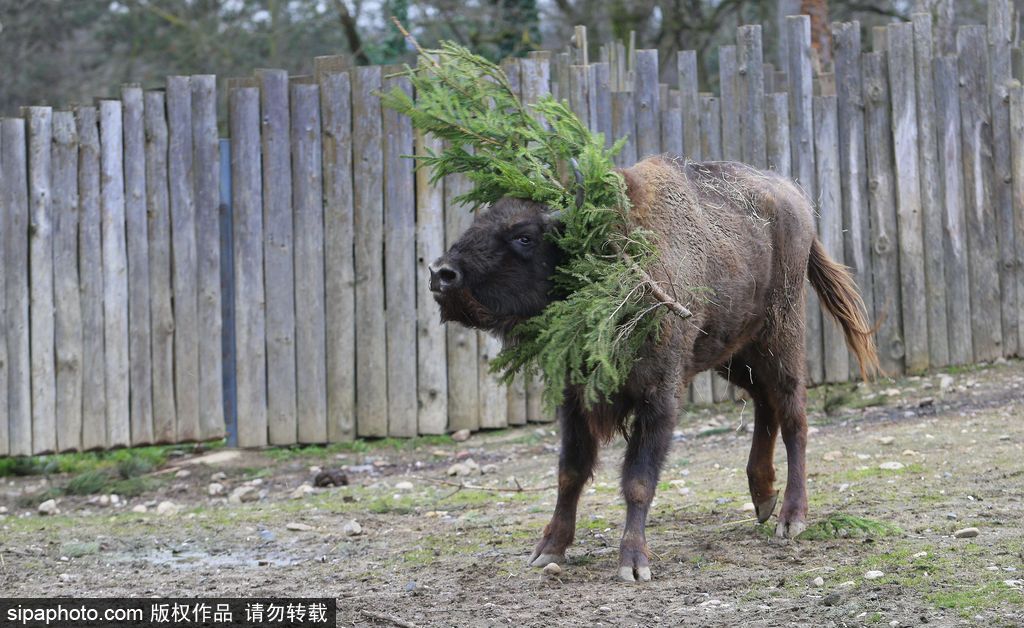 盤點動物圈的圣誕節 確定你們不是來賣萌的？