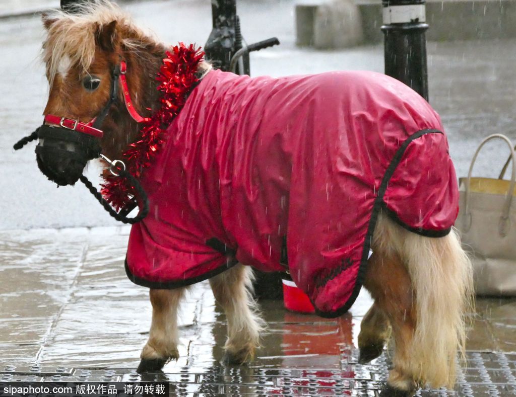 盤點(diǎn)動物圈的圣誕節(jié) 確定你們不是來賣萌的？