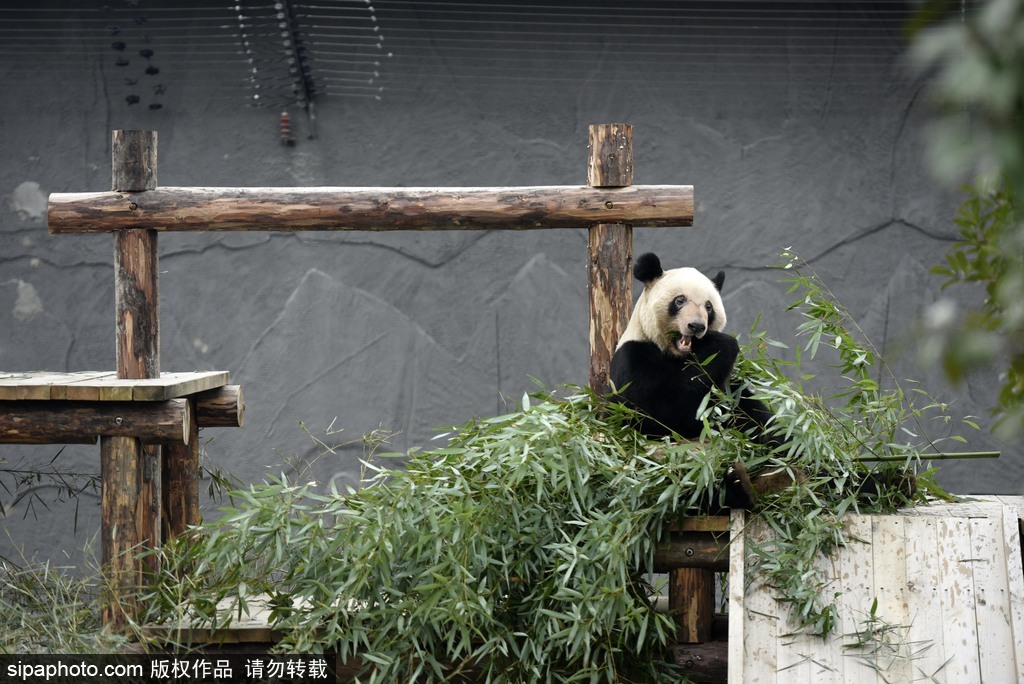江蘇動物園國寶大熊貓首次對外開放 吸引數萬游客圍觀