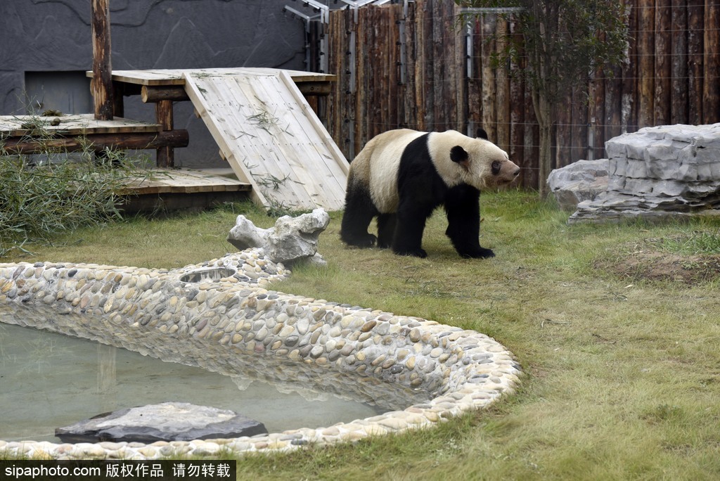 江蘇動(dòng)物園國(guó)寶大熊貓首次對(duì)外開(kāi)放 吸引數(shù)萬(wàn)游客圍觀
