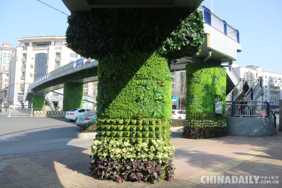 合肥“最美”過(guò)街天橋 生機(jī)盎然引人駐足