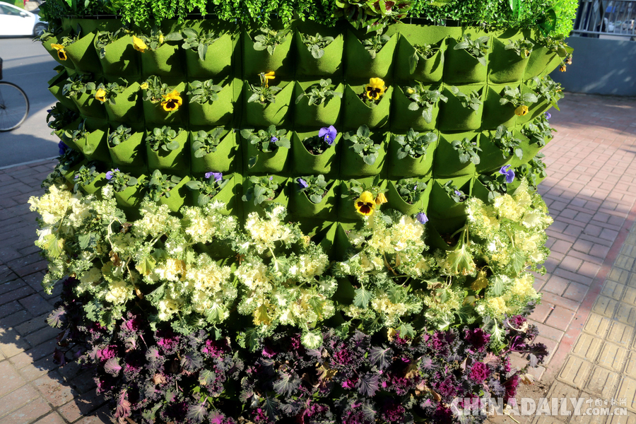 合肥“最美”過(guò)街天橋 生機(jī)盎然引人駐足