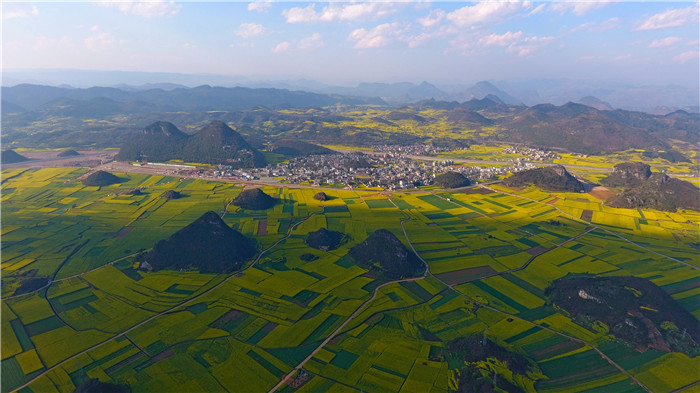 看！云南羅平80萬畝油菜花競相怒放