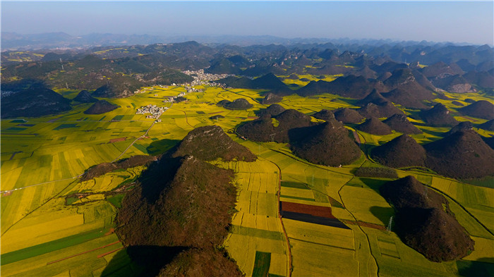 看！云南羅平80萬畝油菜花競相怒放