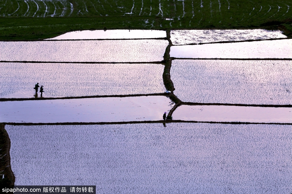 春回大地草木萌動 盤點那些農田光景返樸歸真