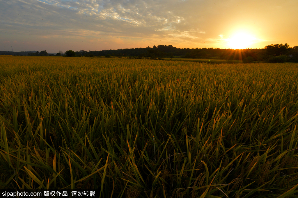 春回大地草木萌動 盤點那些農田光景返樸歸真