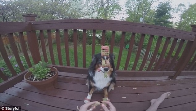 世界上最有耐心的狗狗長什么樣？[組圖]