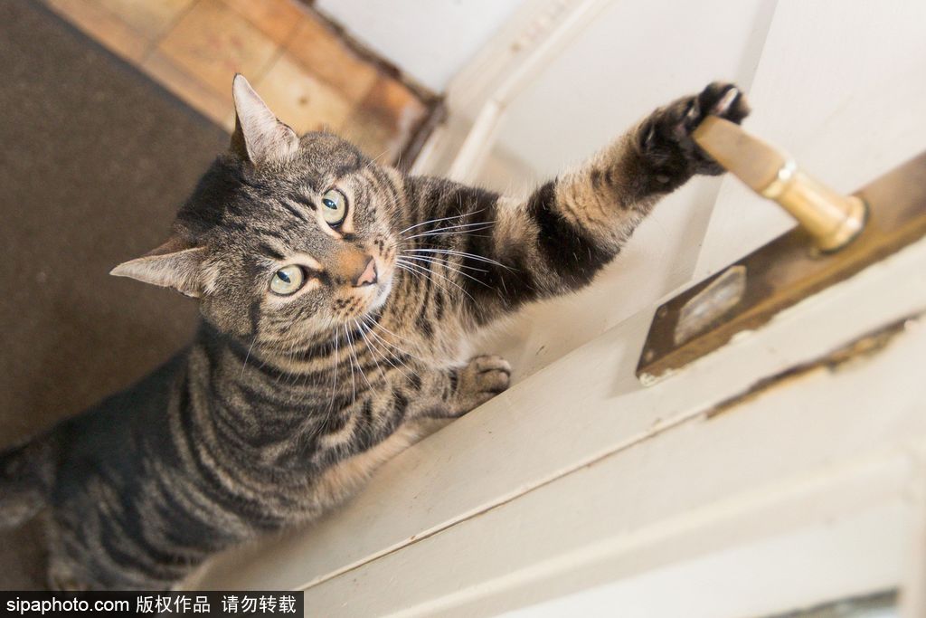 智商太驚人 英國一貓咪竟能自己開門進(jìn)出自由