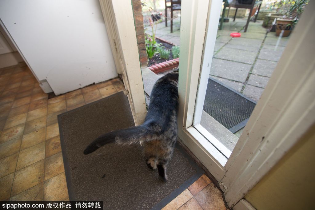 智商太驚人 英國一貓咪竟能自己開門進(jìn)出自由
