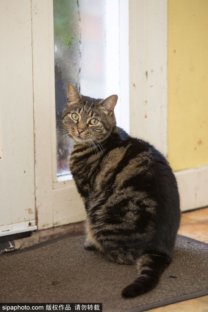 智商太驚人 英國一貓咪竟能自己開門進(jìn)出自由