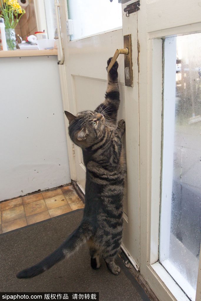 智商太驚人 英國一貓咪竟能自己開門進出自由