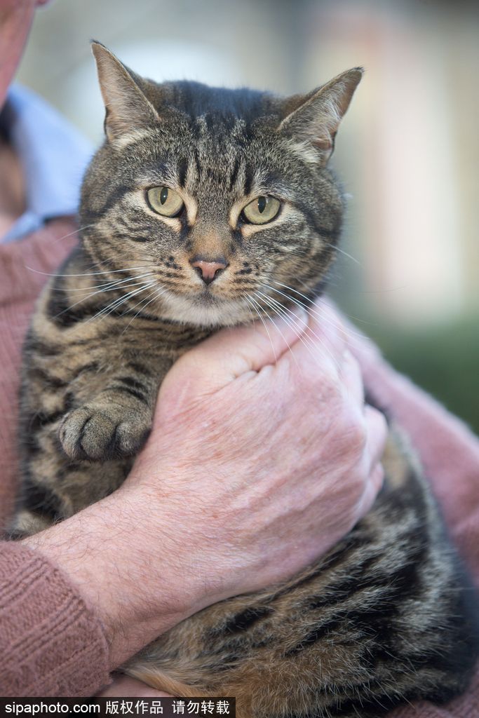 智商太驚人 英國一貓咪竟能自己開門進出自由