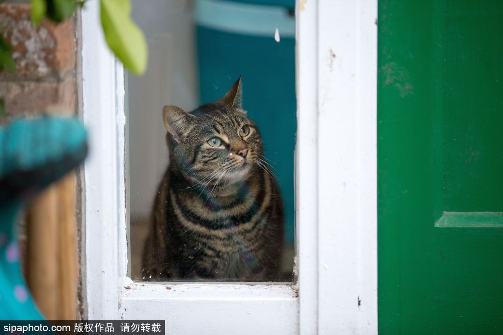 智商太驚人 英國一貓咪竟能自己開門進(jìn)出自由