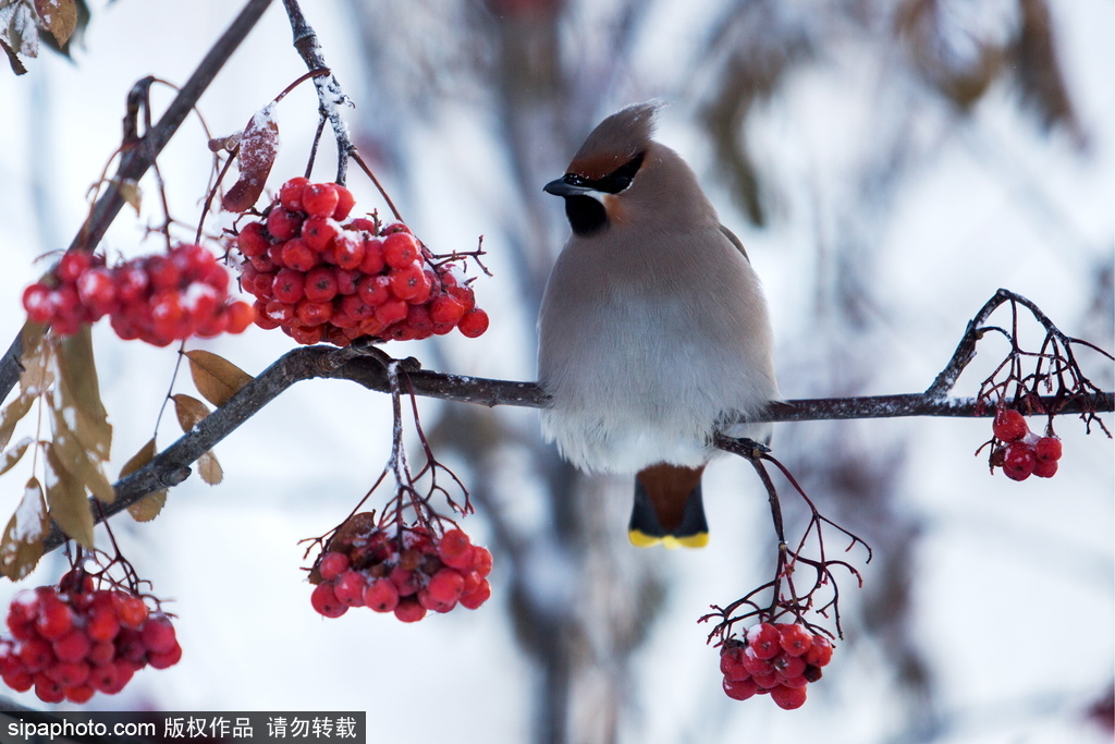 盤點俄羅斯鄂木斯克美景 意境朦朧似童話世界