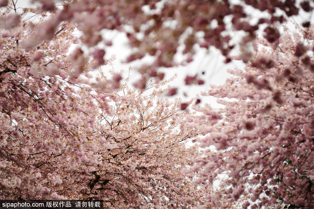 日本櫻花季即將到來 盤點國內外賞櫻勝地超浪漫