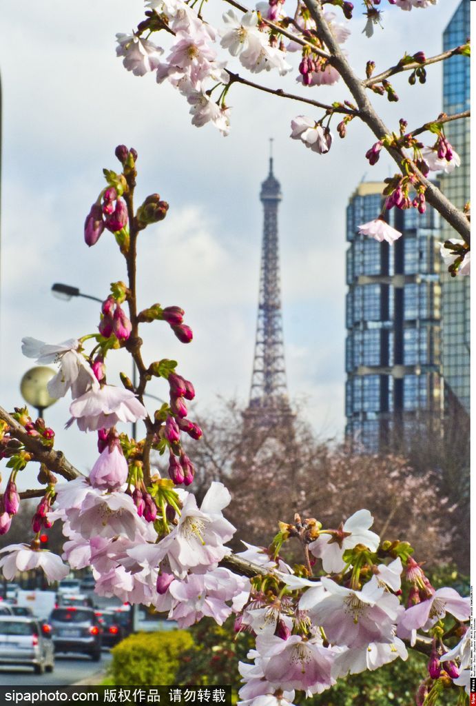 日本櫻花季即將到來 盤點(diǎn)國(guó)內(nèi)外賞櫻勝地超浪漫