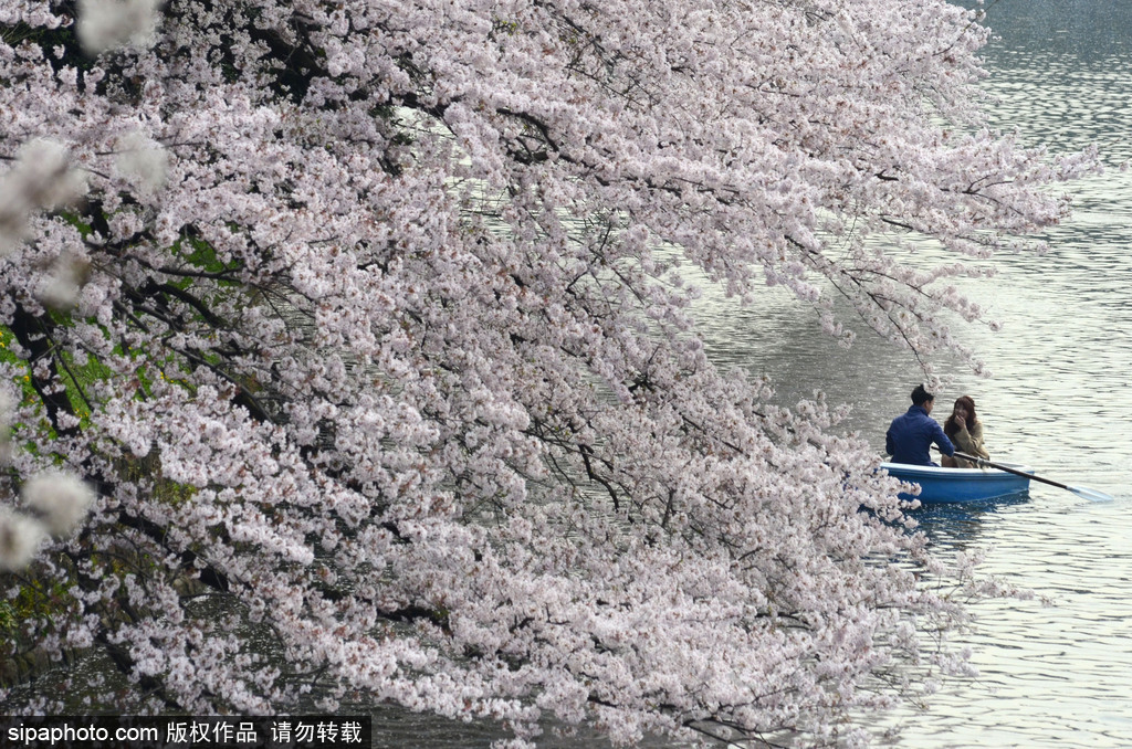 日本櫻花季即將到來 盤點國內外賞櫻勝地超浪漫