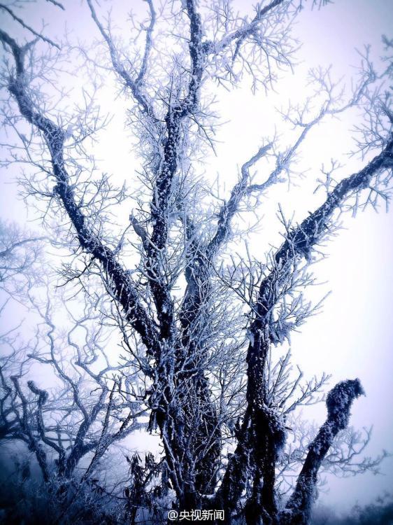 貴州梵凈山現霧凇美景 宛如仙境（組圖）