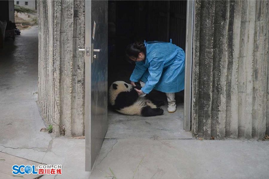 揭秘熊貓保姆工作 喂奶、陪耍視如己出（組圖）