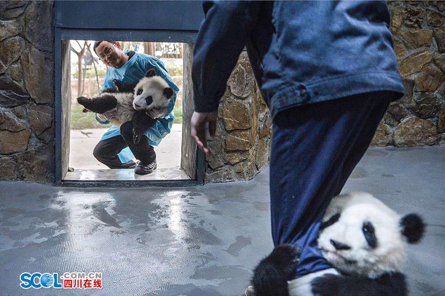 揭秘熊貓保姆工作 喂奶、陪耍視如己出（組圖）