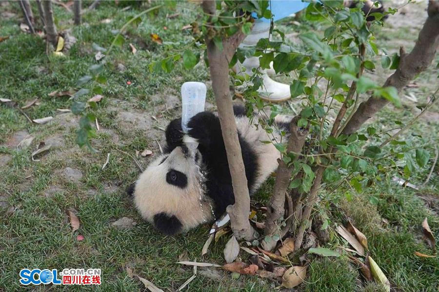 揭秘熊貓保姆工作 喂奶、陪耍視如己出（組圖）