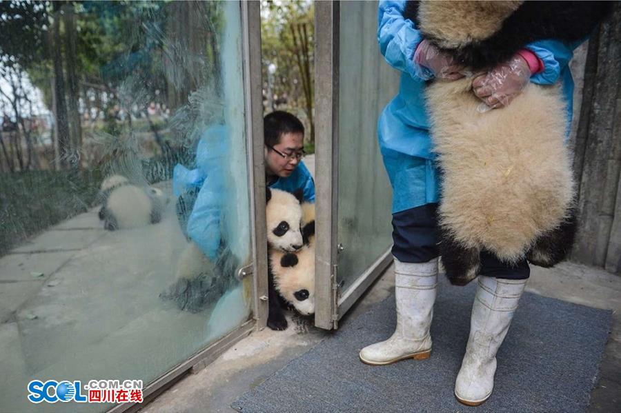 揭秘熊貓保姆工作 喂奶、陪耍視如己出（組圖）